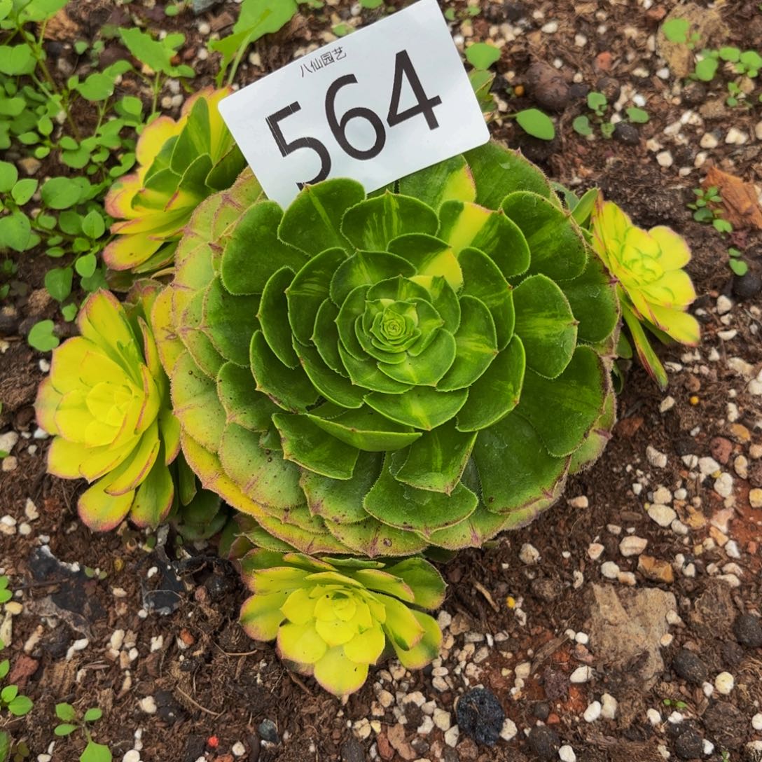 忘***始564多肉植物新品变异