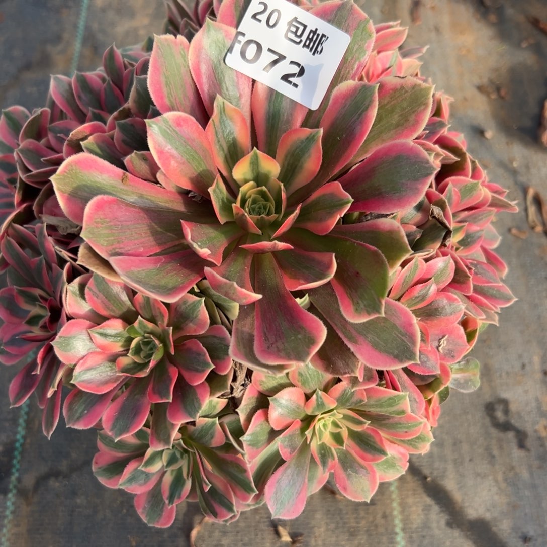 072女妖，满20包邮嘟叮熊