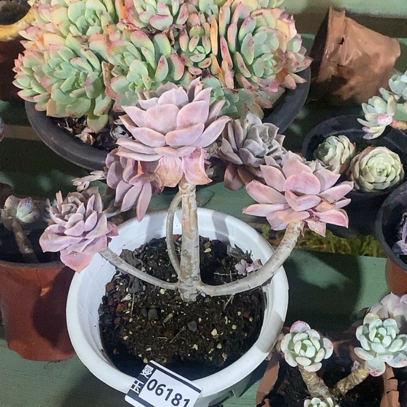 【闪购商品】哈密瓜06181