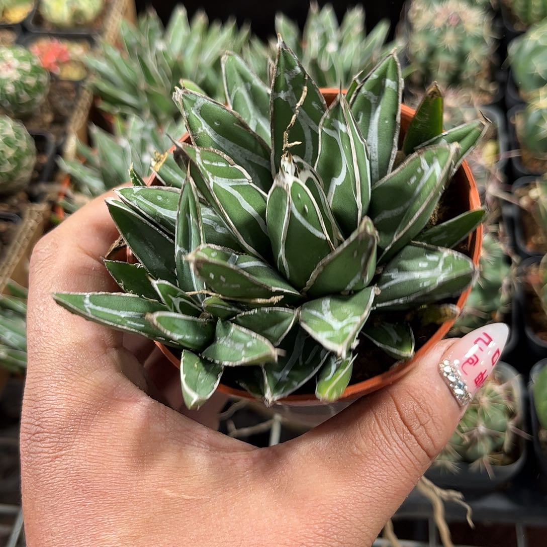 世之雪龙舌兰单头发货单头实生