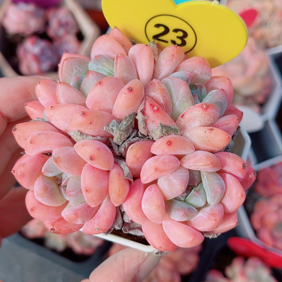 23号小老桩糖心群