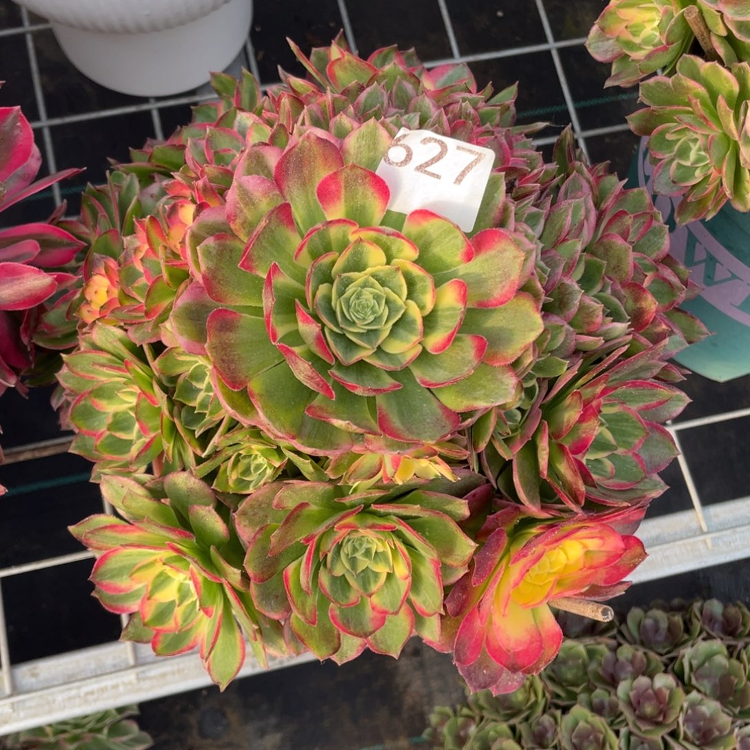 627.海仙多肉植物