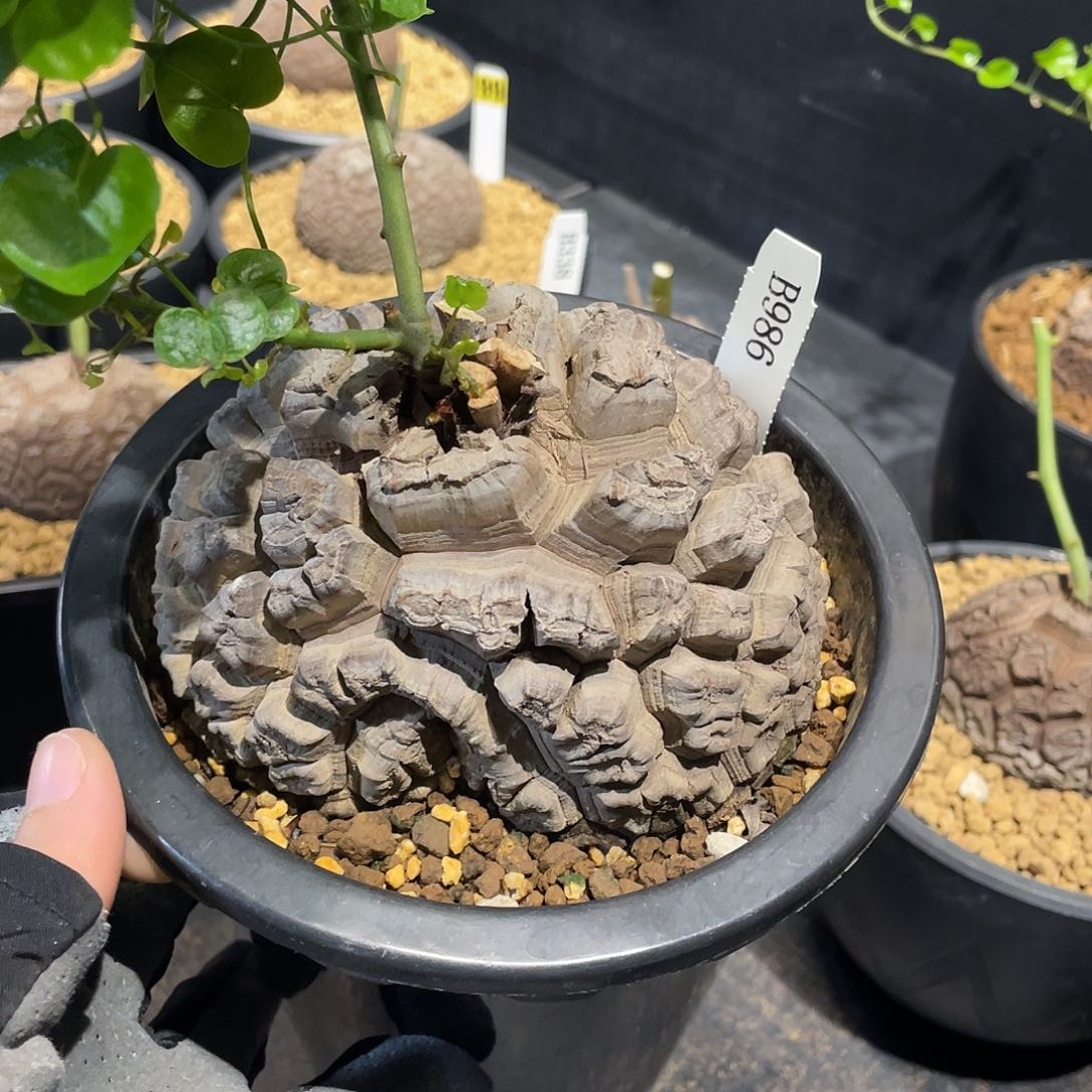 986号龟甲龙11.2公分