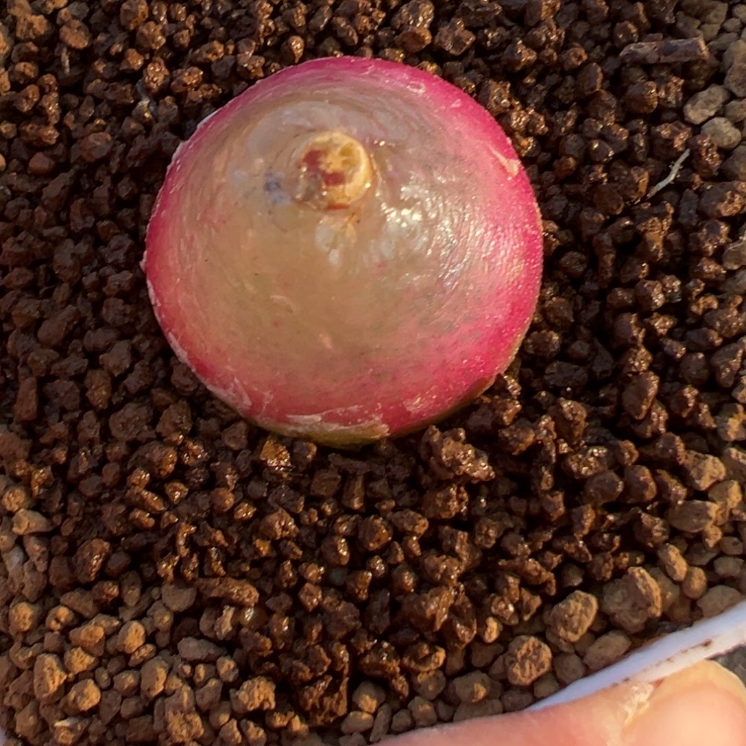 灯泡多肉植物百科69