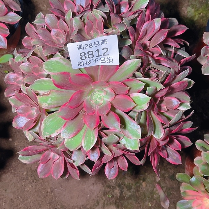 8812浣纱多肉植物