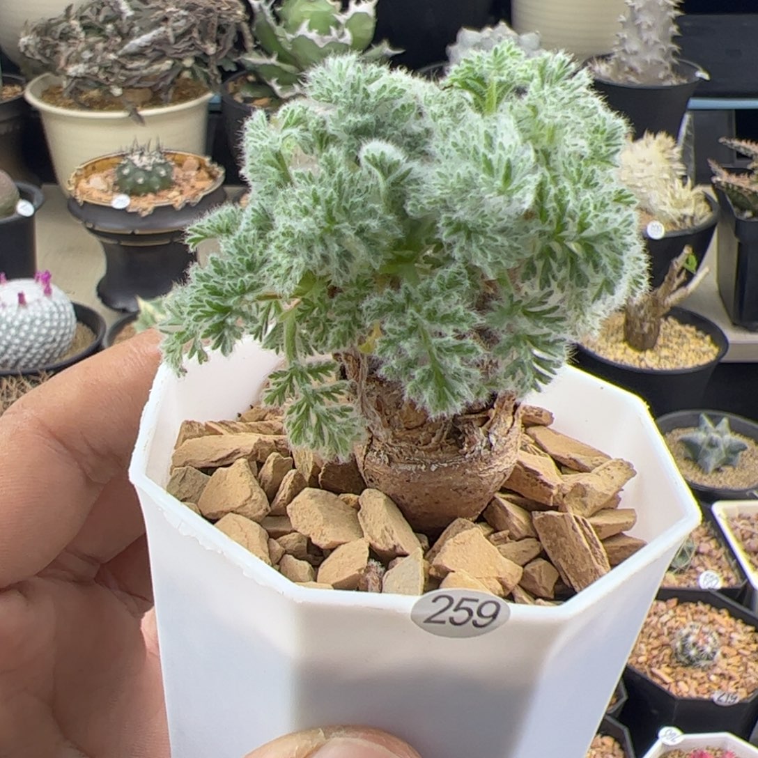 羽叶洋葵一物一拍259