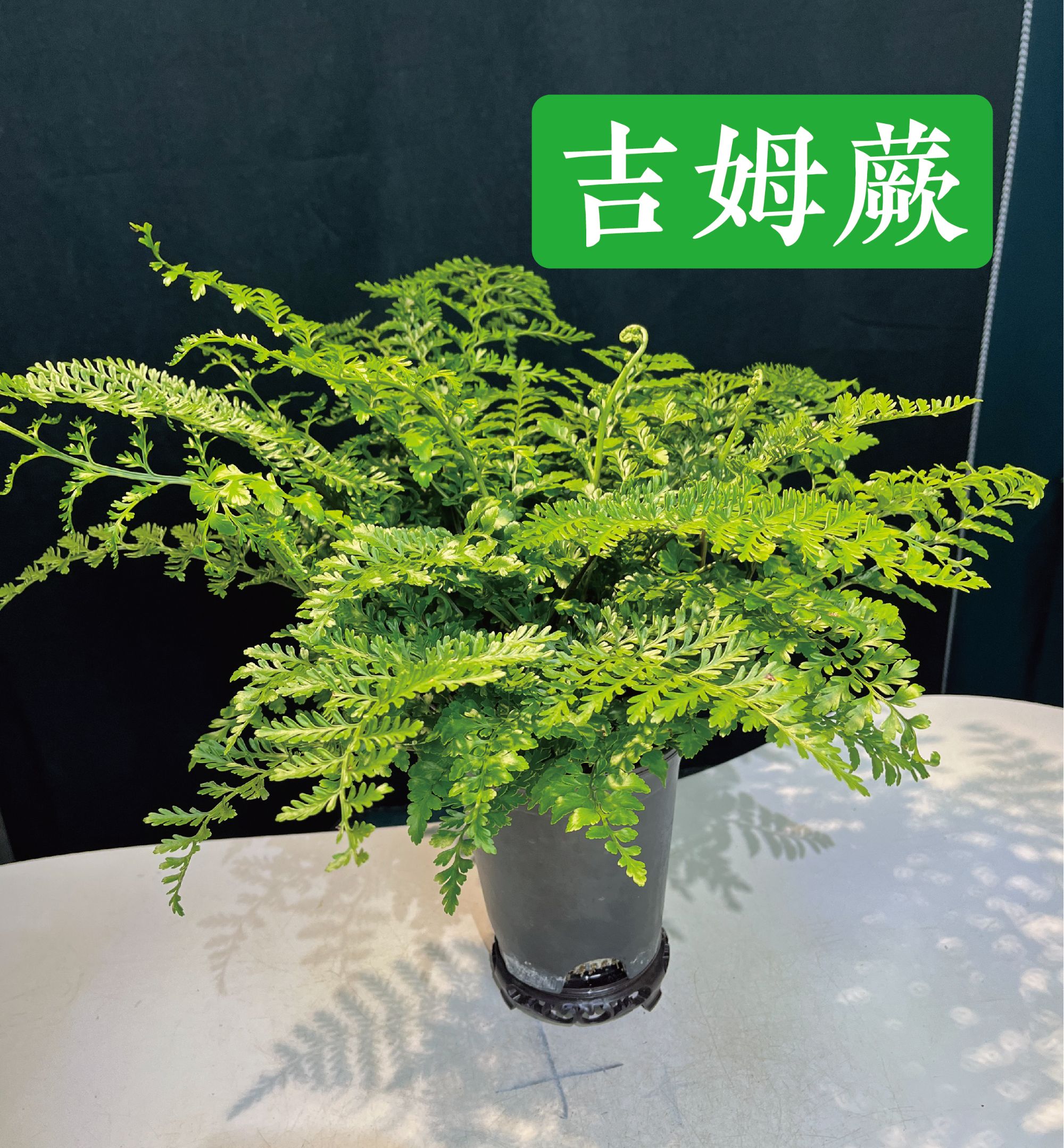 吉姆蕨室内净化空气好养的四季常青吉姆蕨盆栽观叶植物