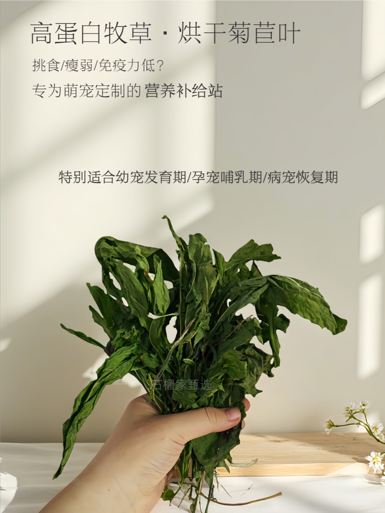 蒲公英燕麦菊苣胡罗卜樱花生叶辅草|兔兔荷兰猪龙猫辅草