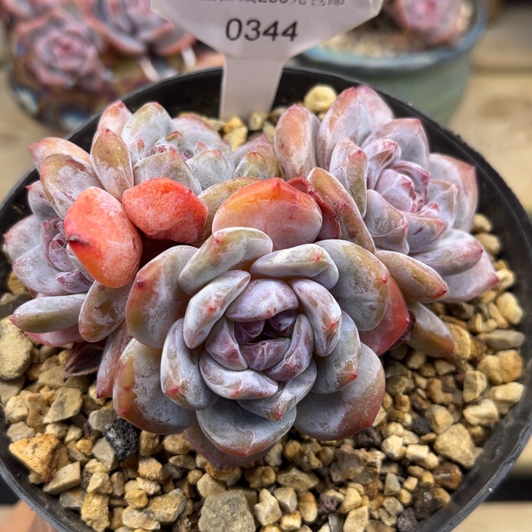 绿底紫心344/11cm4头