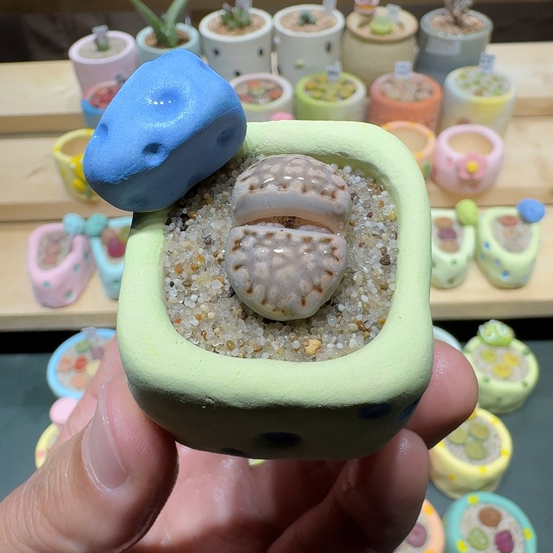 红陶蘑菇252寿丽