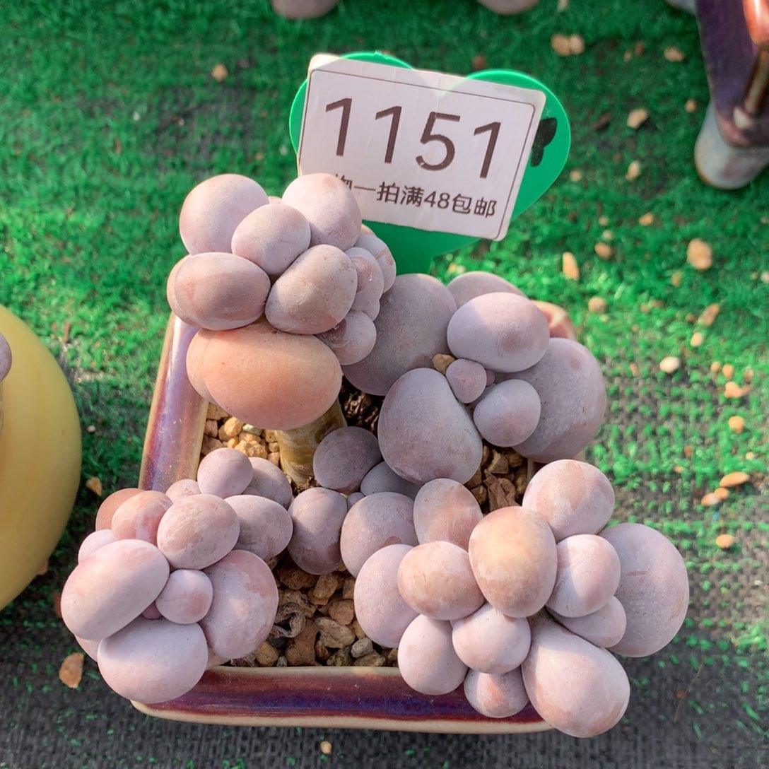 *****烟美人老桩无砍1151