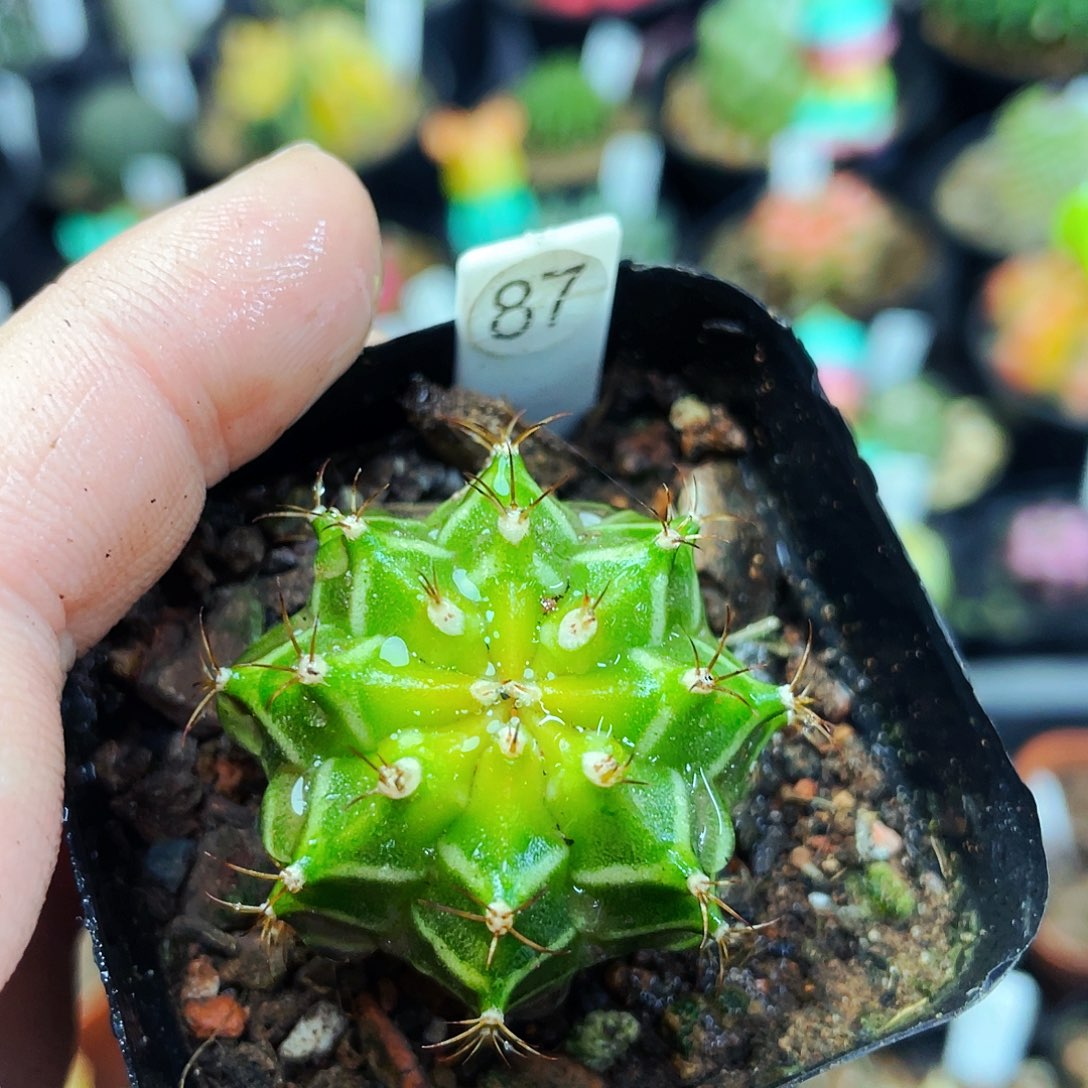 非偏远地区满25包邮仙人球