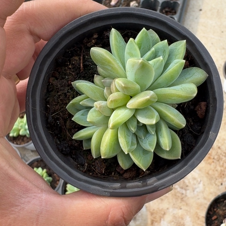 水晶萝莉 3头 一物一拍