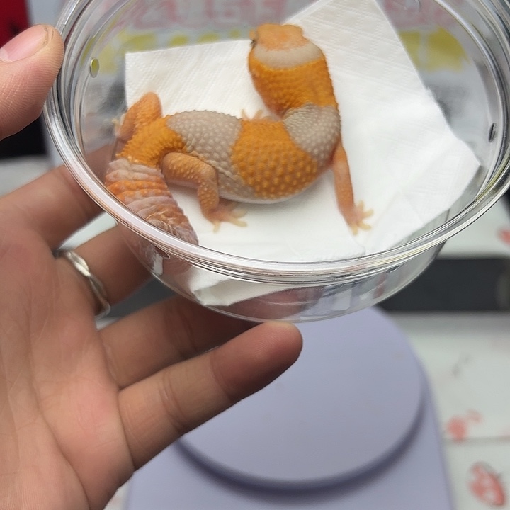 肥尾守宫玫瑰橘白妹妹V169