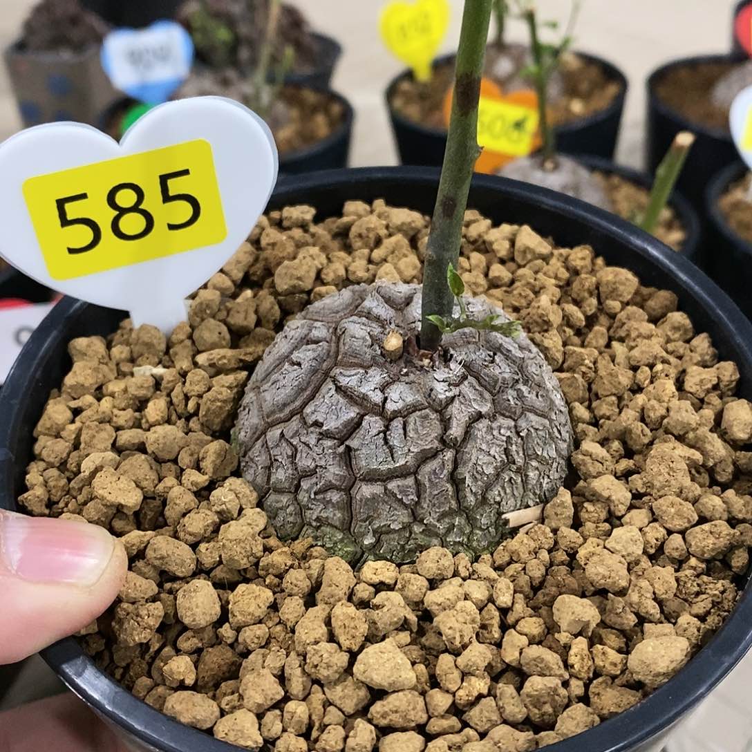 南非龟甲龙龟甲龙