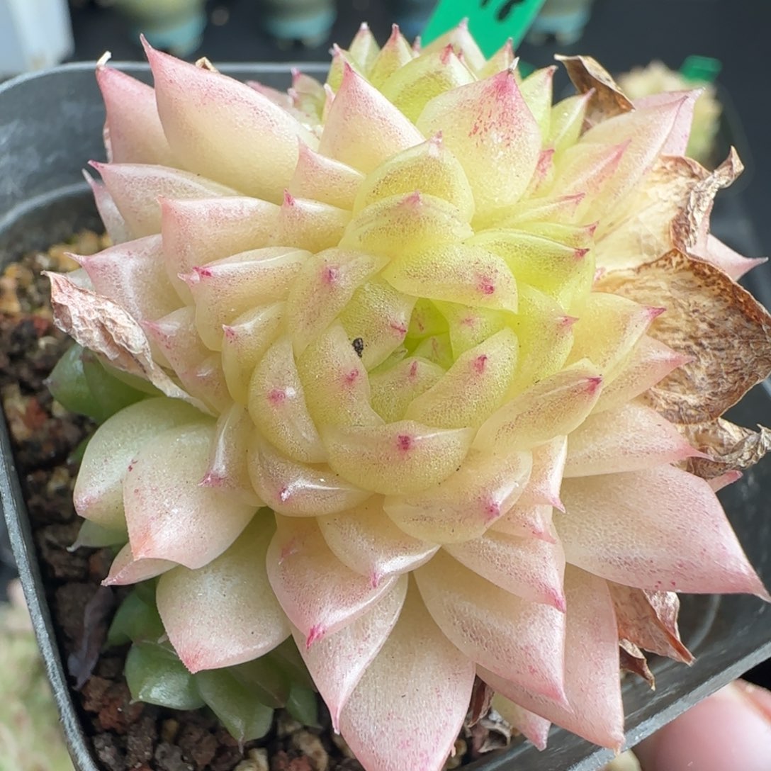 多肉218  麦秆不包整6厘米盆h