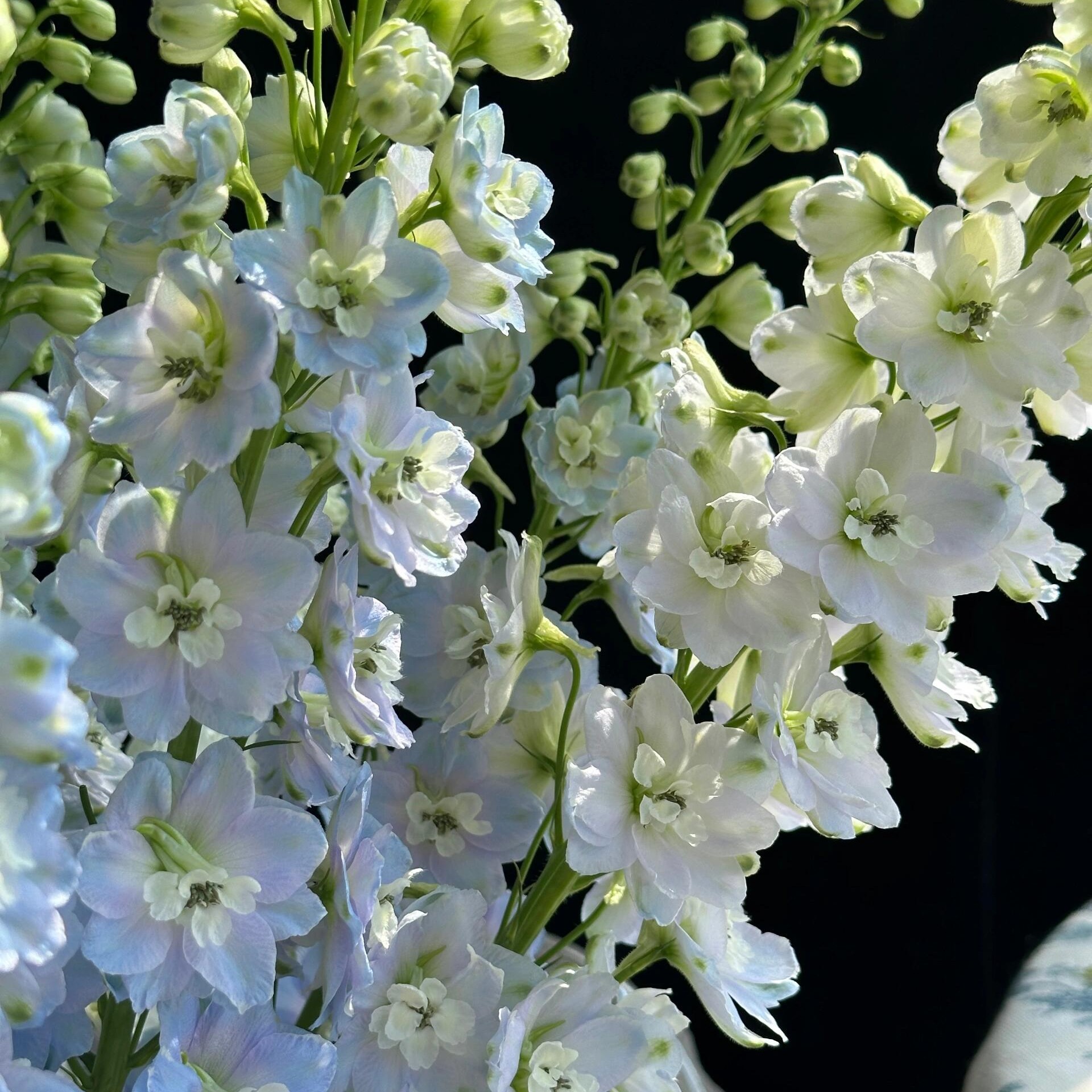 大飞燕一扎(颜色随机)