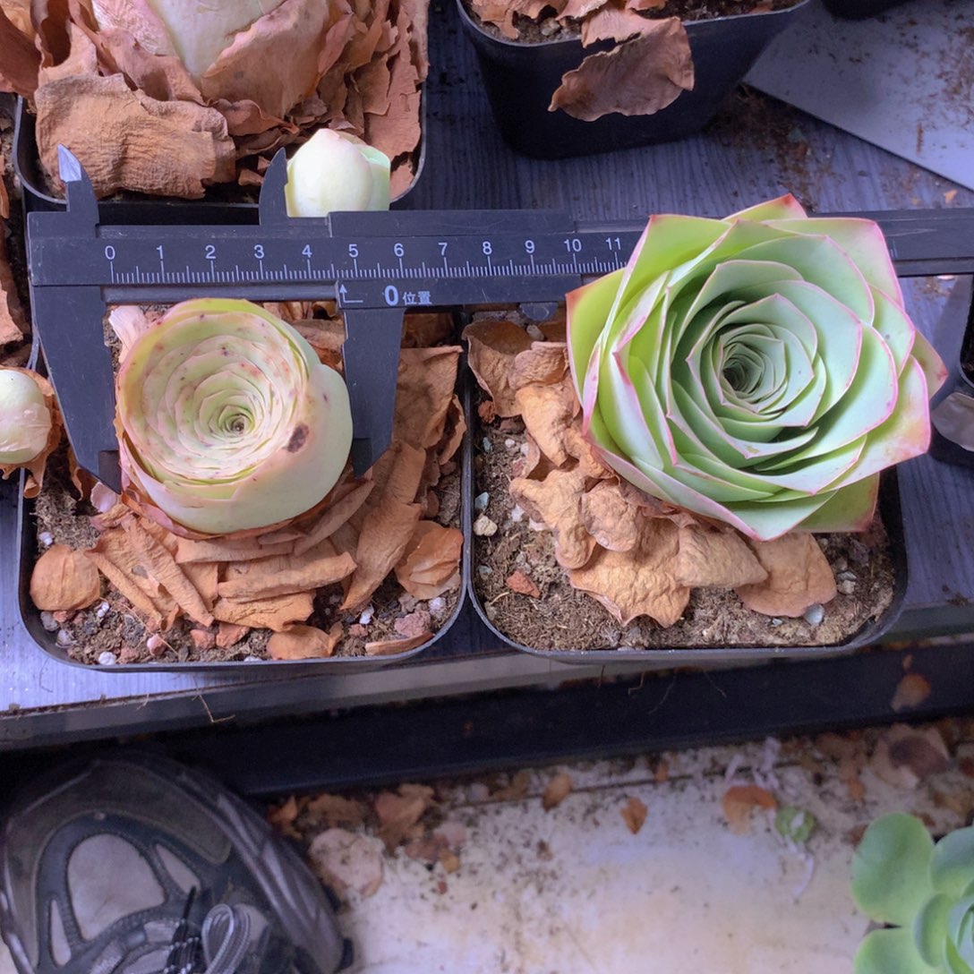 一物一拍下播福利999