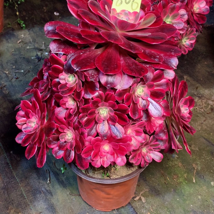 806美杜莎多肉111111