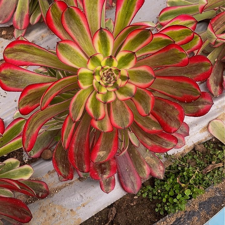 4662白月光多肉植物