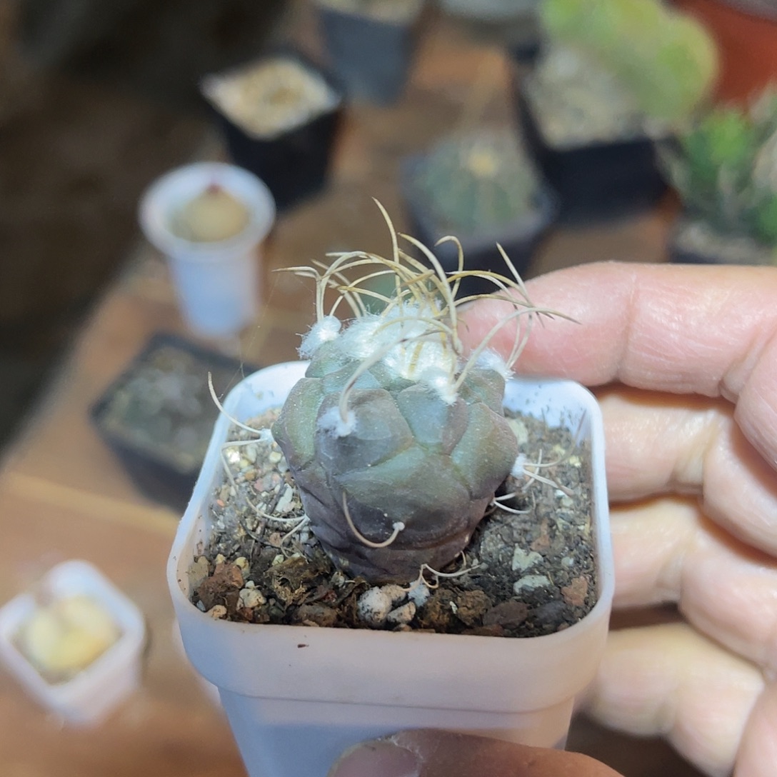 实生大尤龟甲豪刺娇丽