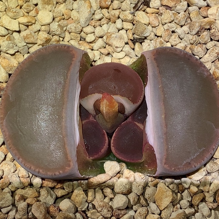 精品多肉植物精品多肉植物