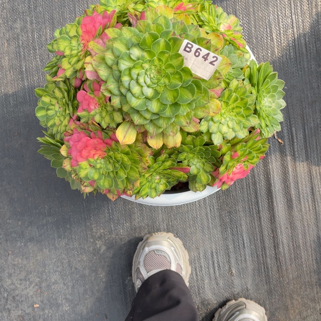 知否，一物一拍，福利炸642