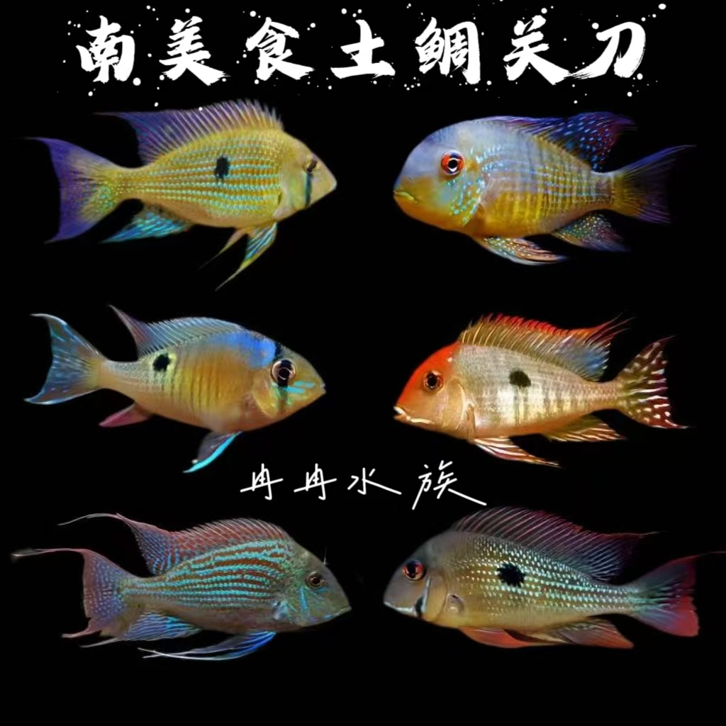 食土鲷鱼 圣塔伦宝石月亮鱼