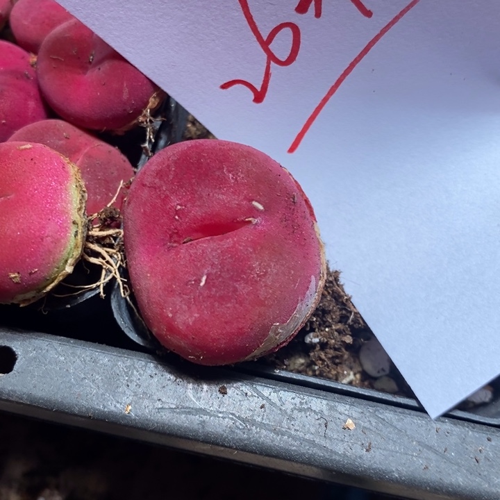 26395一个一个一个