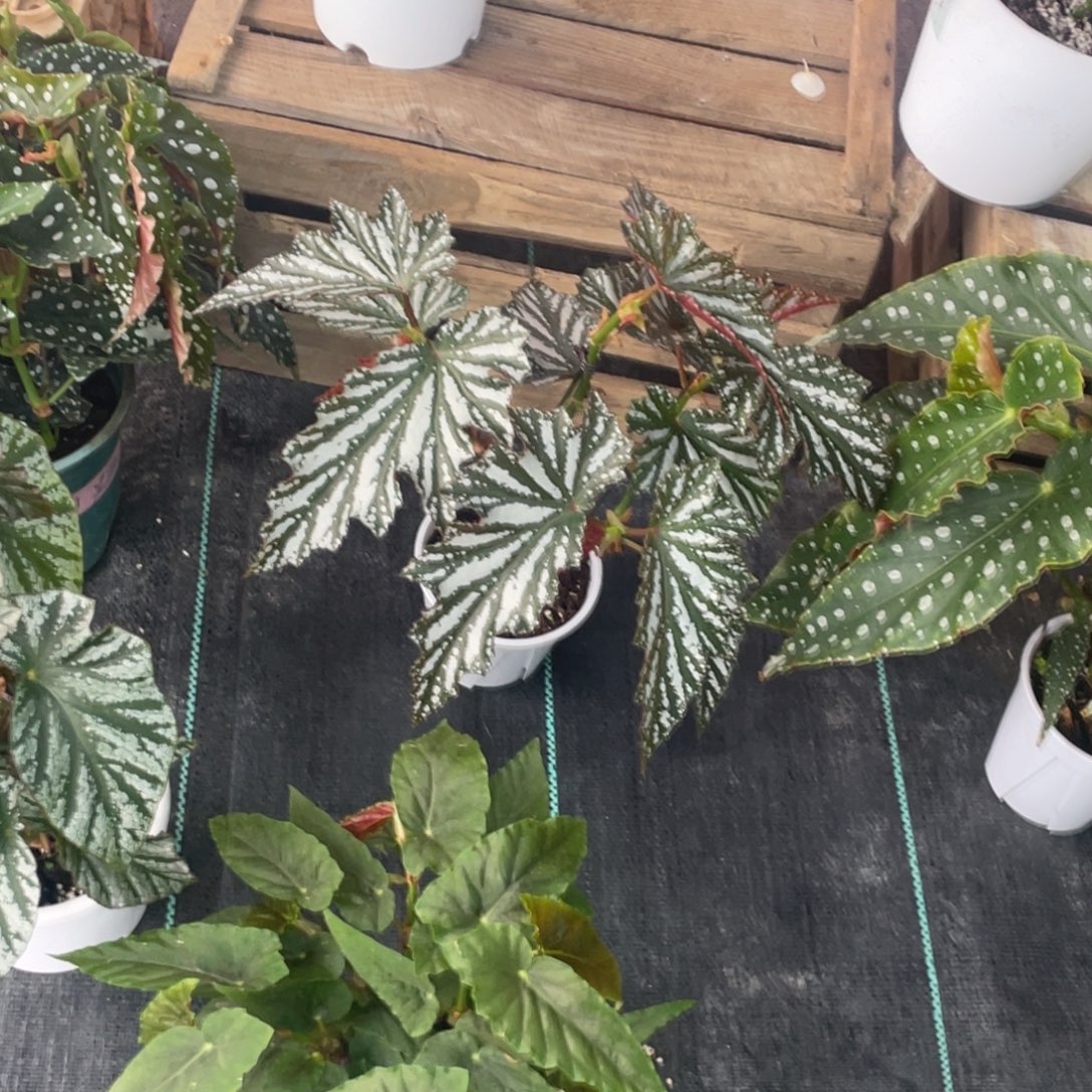 无花朵棱镜0148京东包邮