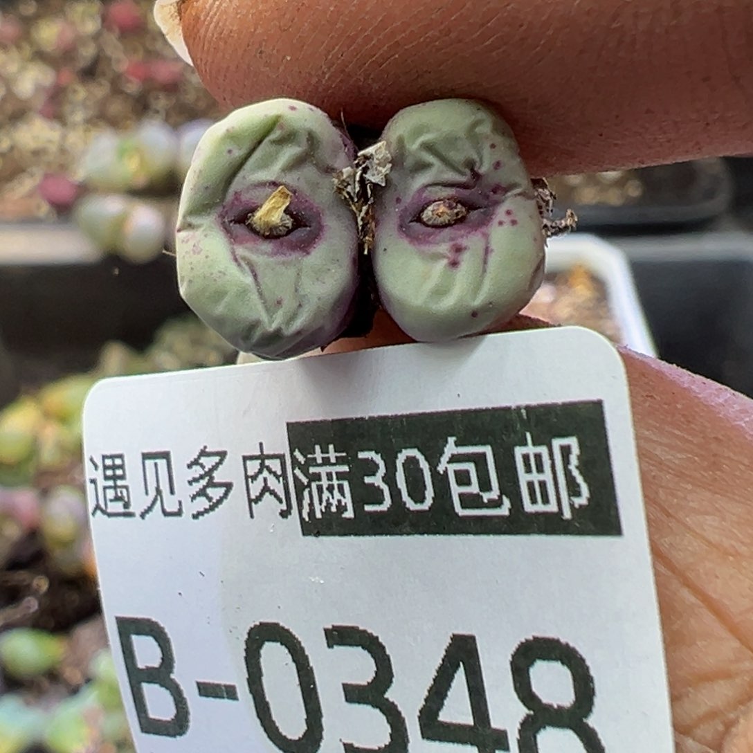 多肉植物11111111111111111