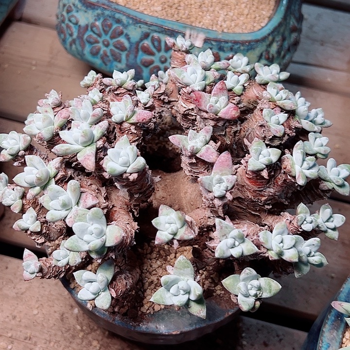 多***头9537白姆瑕疵不受后