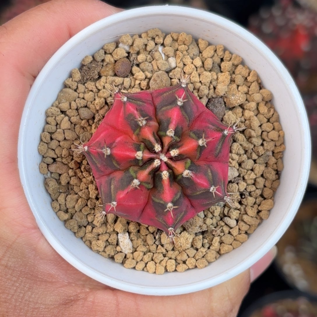 泰系米哈仙人球brithday13号