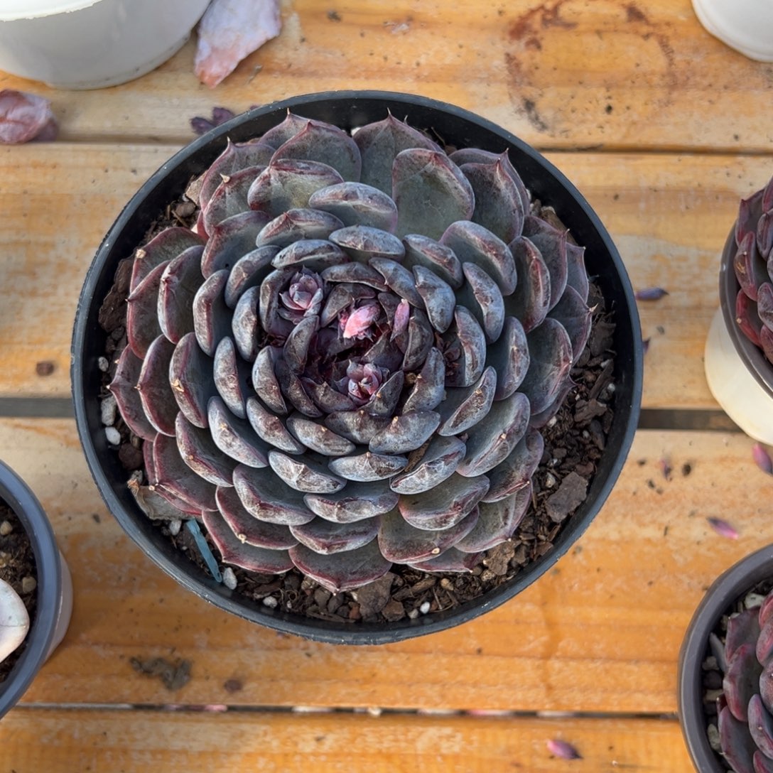 多肉Q橙【非偏远地区满18包邮】