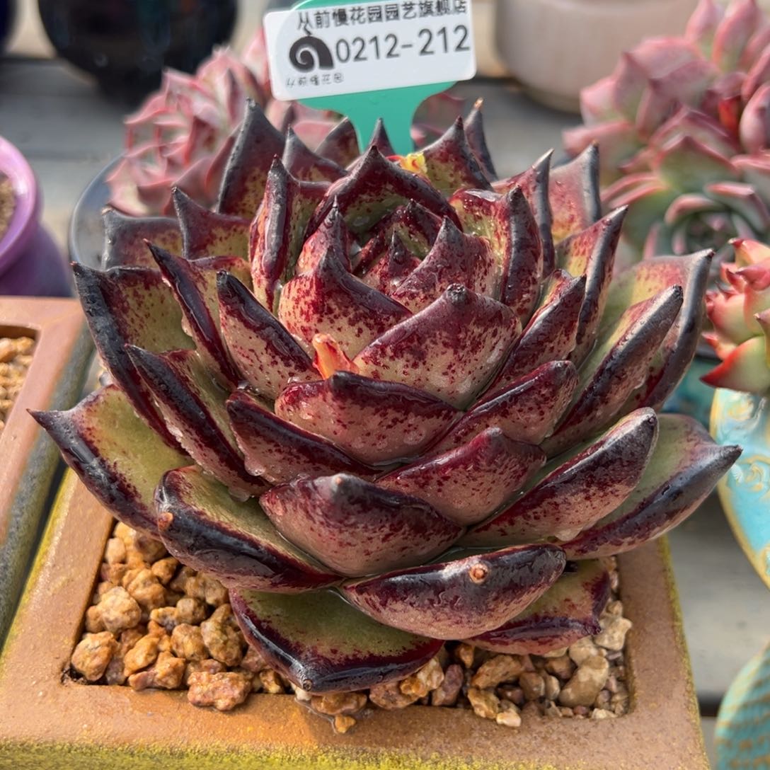 从前慢多肉精选编号0212.212