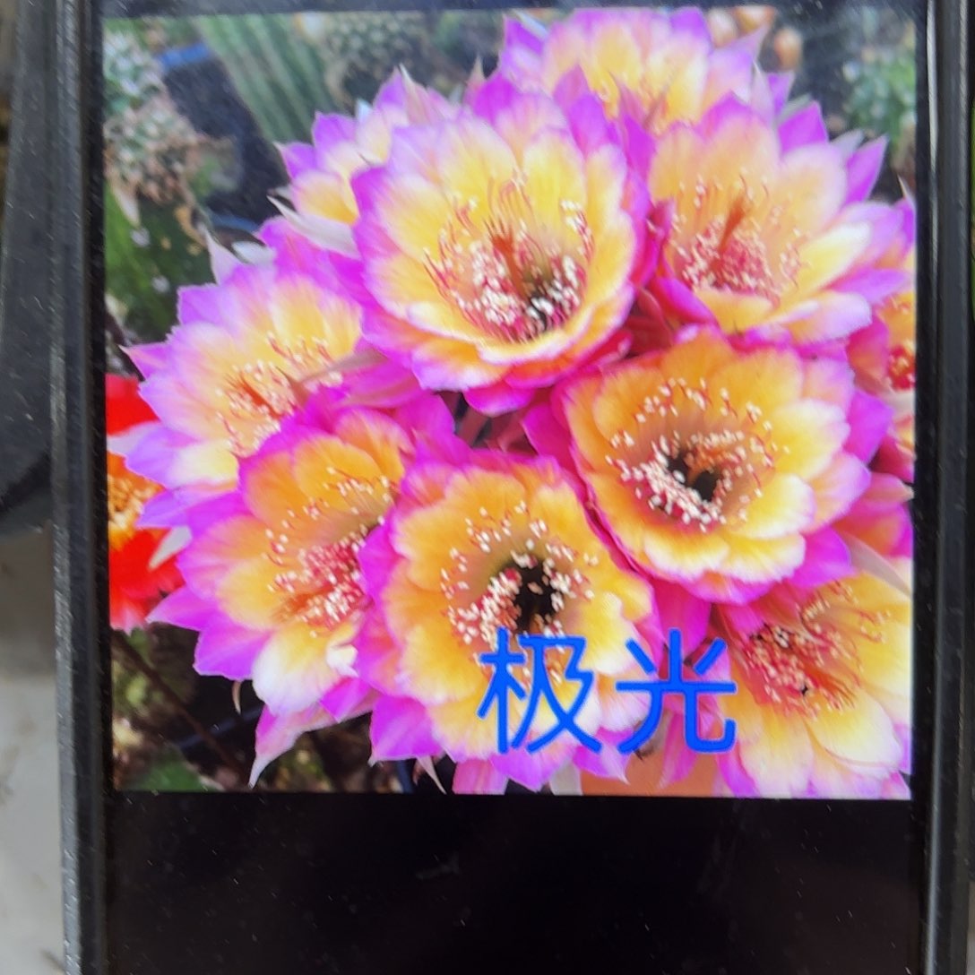 极光丽花侧牙20包邮19