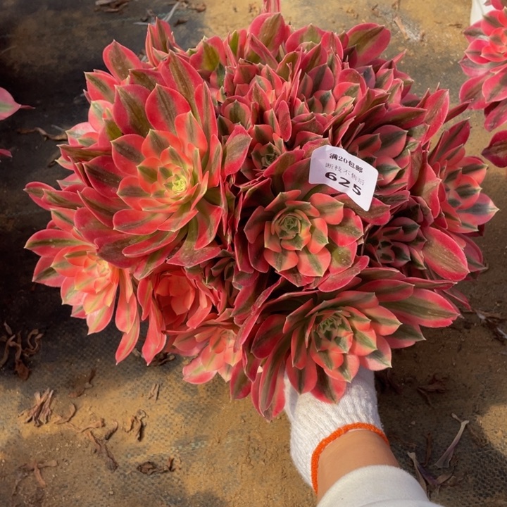 625分女法师多肉断枝不售后