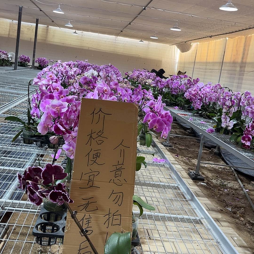 小***鹤完全开放蝴蝶兰2个 不售后