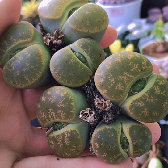 无花朵1216，两颗大群如图