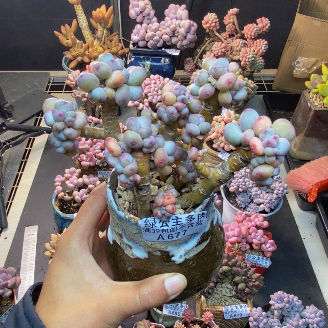 无**我677苹果奶四代多肉10c m