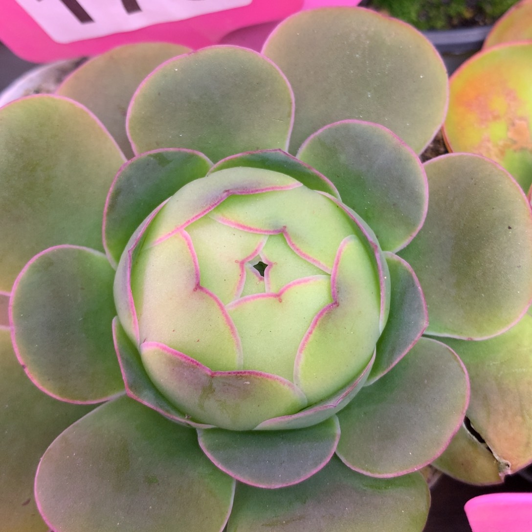 一物一拍枫影005