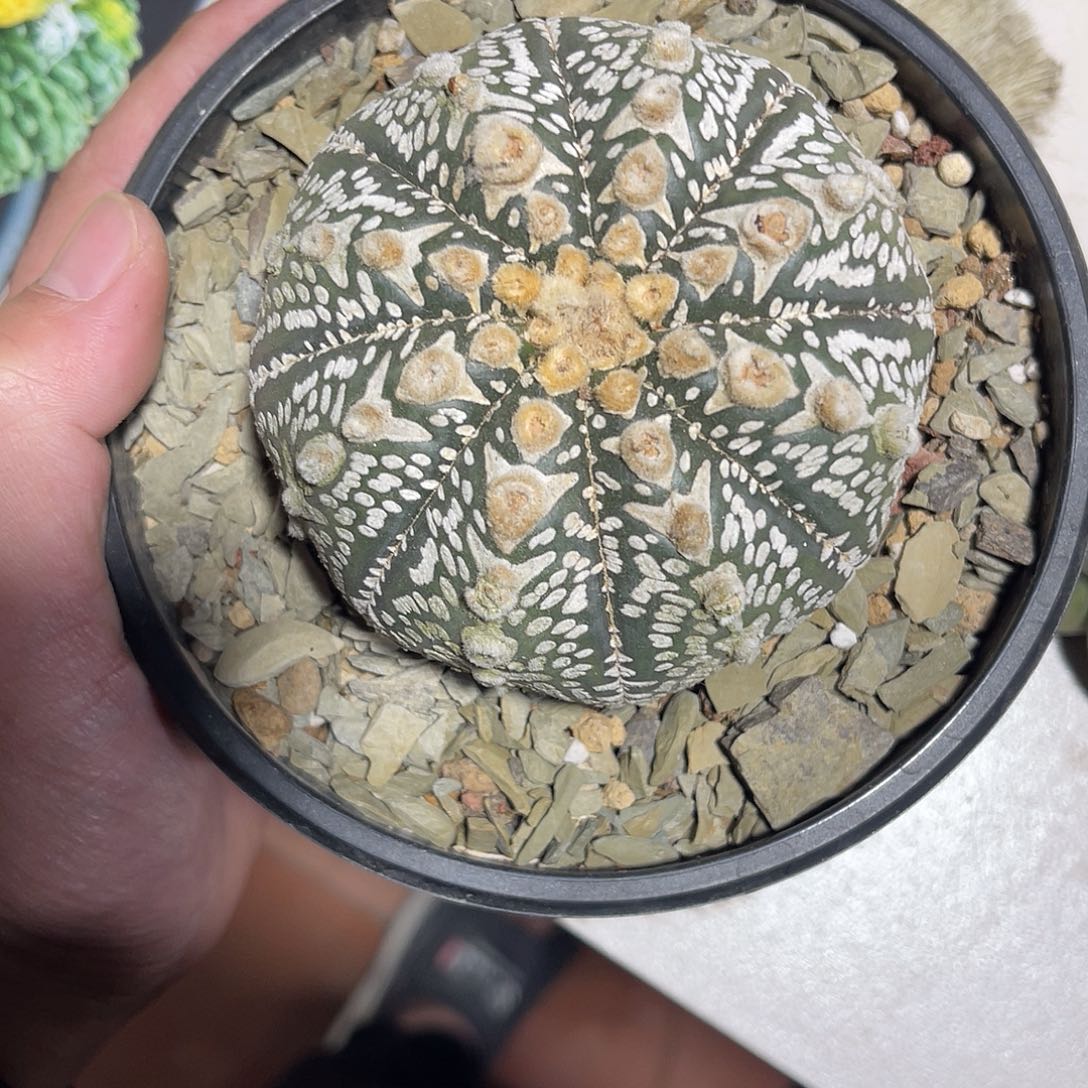 实生V兜仙人球8.8cm