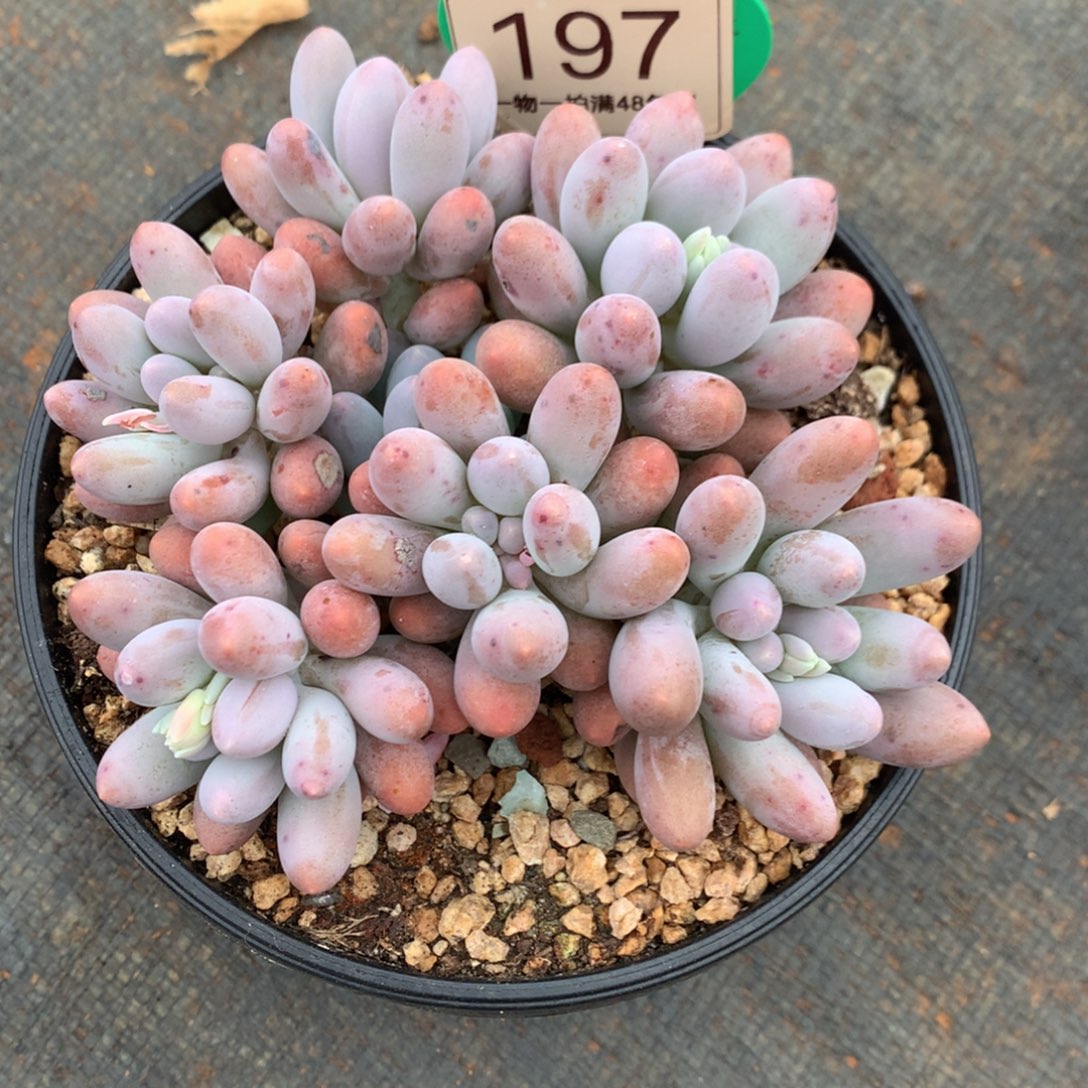 大叶汤圆无砍平头197