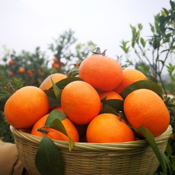 广西沃柑带箱4.5-5斤