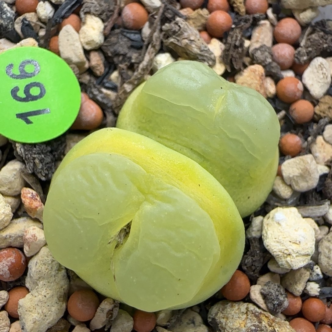 双头拉登1.8/2多肉166