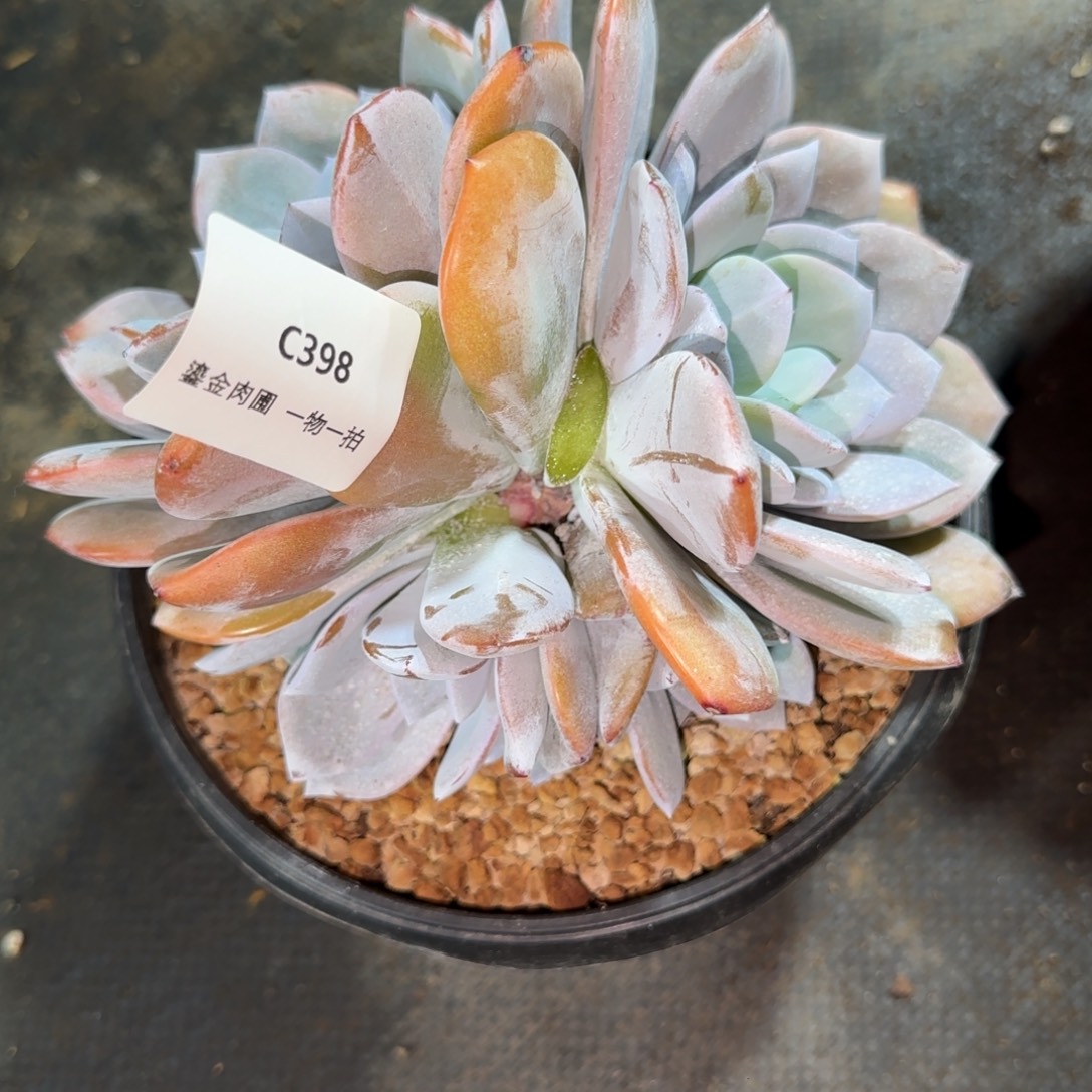 大***HC398奶茶多头      