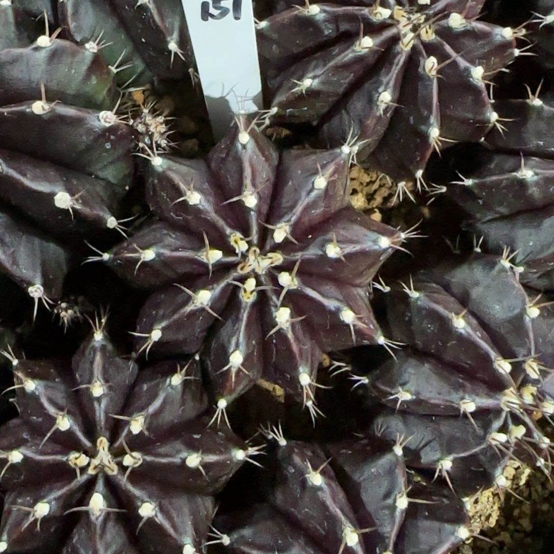 151-0116泰国发货黑寡妇多肉