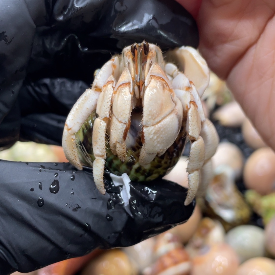 不退不换谢谢支持36