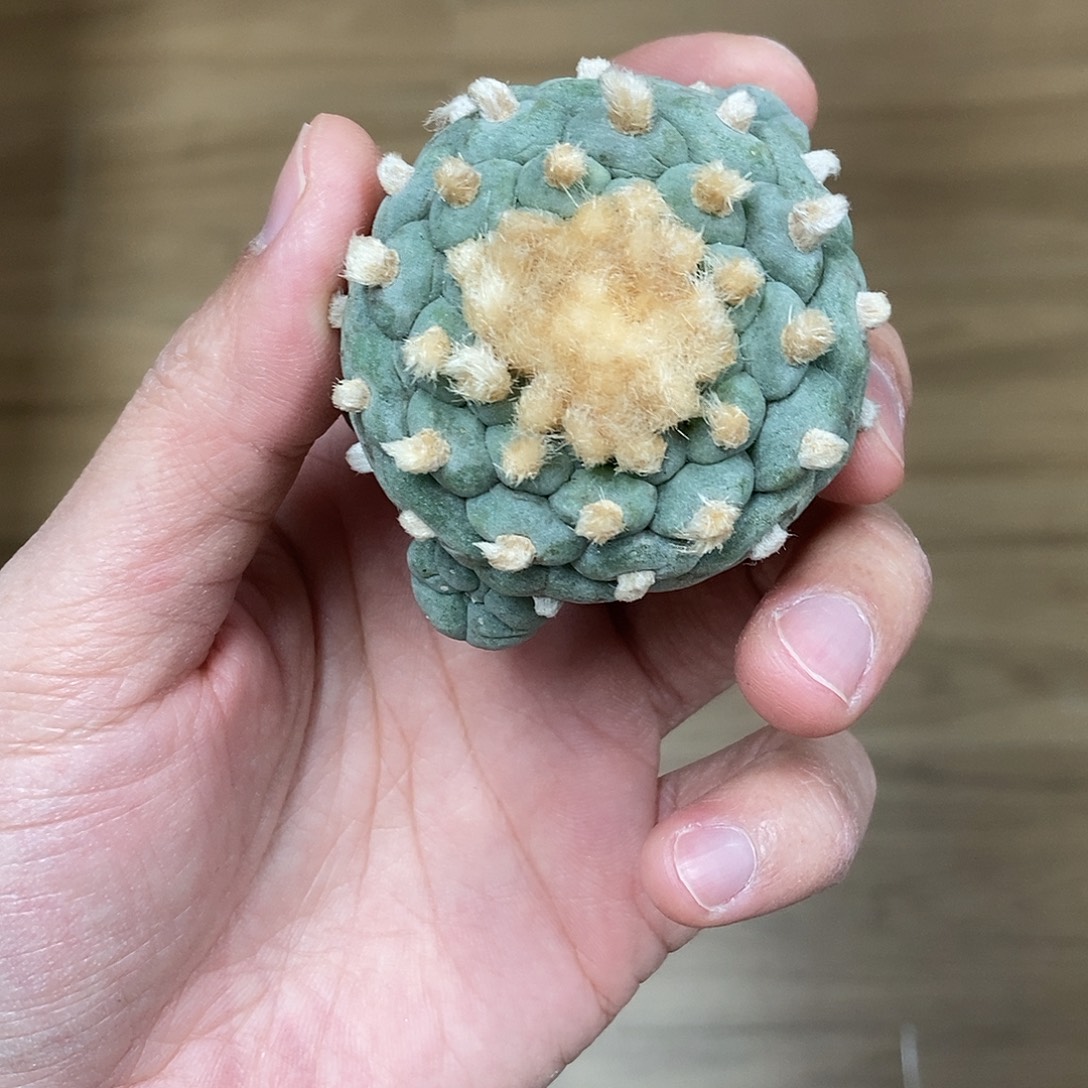 慕***李鱼球｜精品顺丰包邮