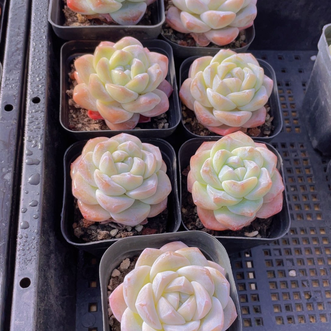 1396号 樱花钻石冰玉单头一个